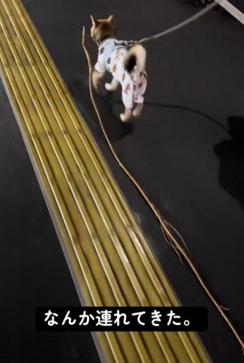 枝は1.5～2mくらいありそう？