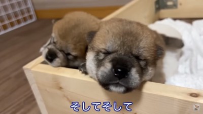 柵から顔を出す子犬たち