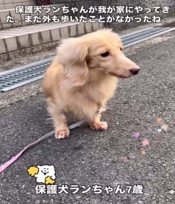 震える犬1