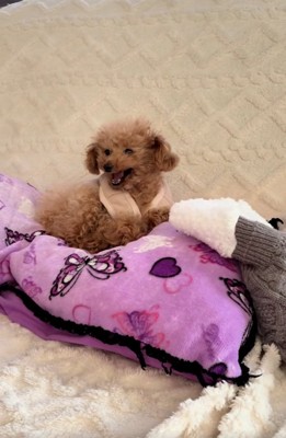 怒るくぅちゃん