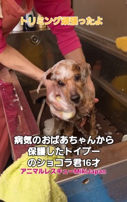 体を洗ってもらう犬
