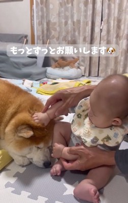 眠くなってきた柴雄くん