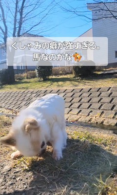 たねちゃんのくしゃみ6