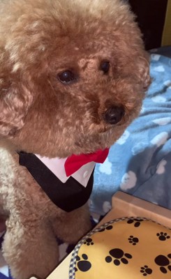 小さいテーブルの横に服を着た犬