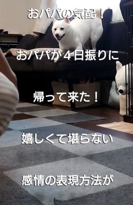 ソファの上に立つ犬