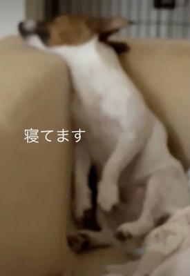 背もたれの角にいた！