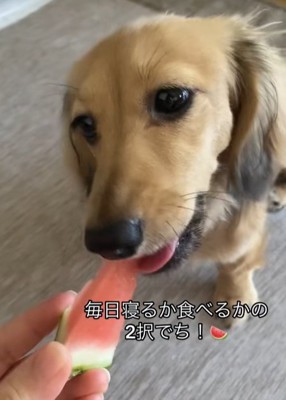 スイカを食べるカニンヘンダックスフンドのパピー