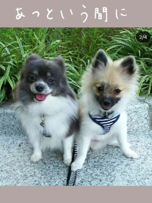 あっという間に成長して…