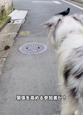 奥にカラス、手前に犬の後ろ姿