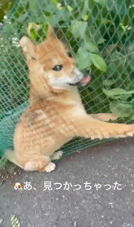 ネットの中から飼い主を見つめる犬