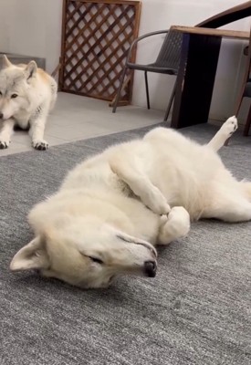 眠くなってきたナオちゃん