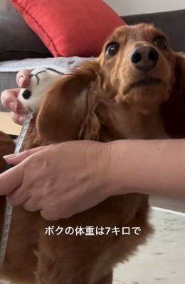 7キロ超えのエールくん