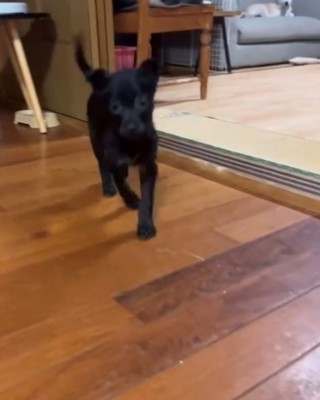 部屋を歩く犬