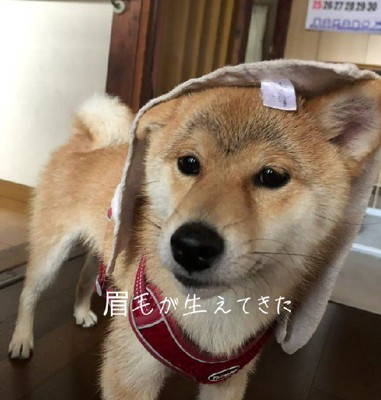 うっすら眉毛が…