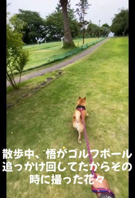 お散歩中の悟くん