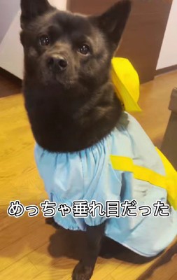 幼稚園服もお似合い♡