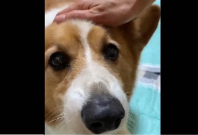 自信がなさそう