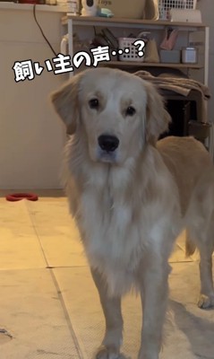 困惑する麹くん2