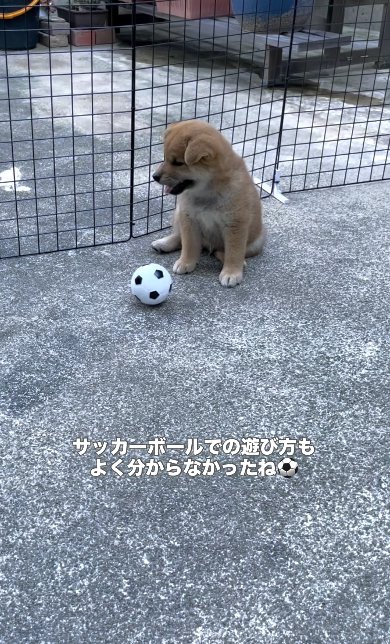 転がるボールに興味がない柴犬のパピー