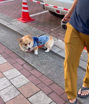 引っ張られても動かない犬