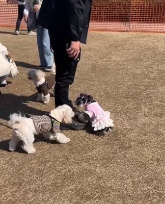 他の犬のパパに甘えようとする陽菜ちゃん