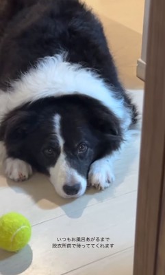 室内で伏せるボーダーコリー