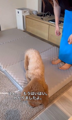 来客用のベッドが気に入ったレオくん8