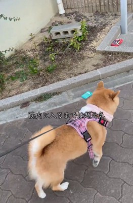 歩く犬