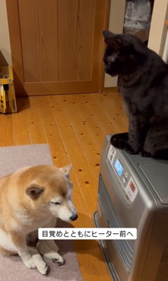 ヒーター前を陣取る茶々ちゃん3