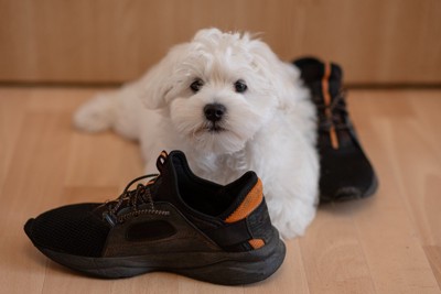 黒い靴と白い犬