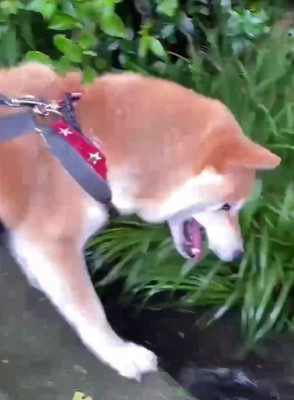 多面性が魅力の柴犬さんでした♪