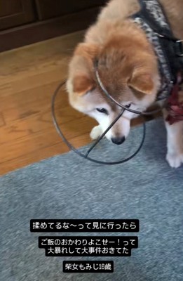 頭に台がはまったまま立つ犬