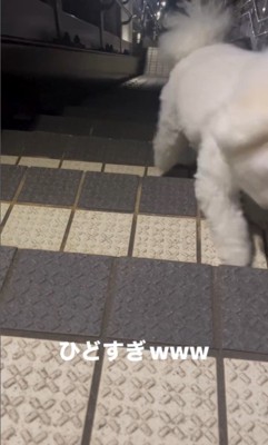 おこめちゃん＆階段で待つ飼い主さん7