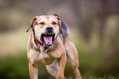 威嚇する犬、中型~大型