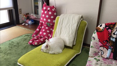 ドッキリに対するコハクくんの反応