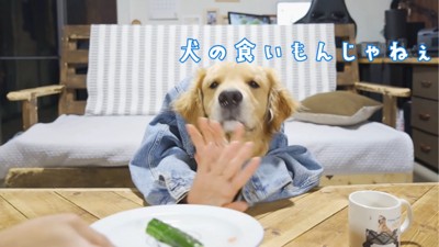 キュウリを見つめる犬