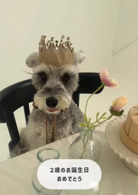 誕生日を祝う小型犬