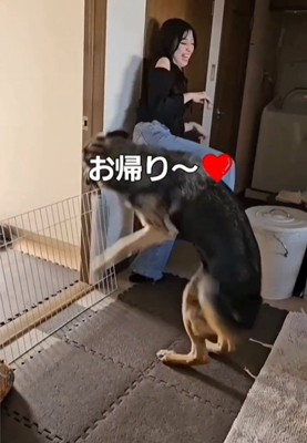 飛びつく犬2