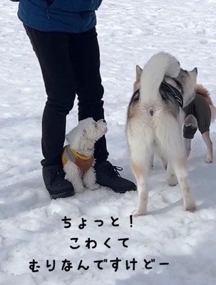 飼い主の足に挟まれている白い犬とハスキー犬の後ろ姿