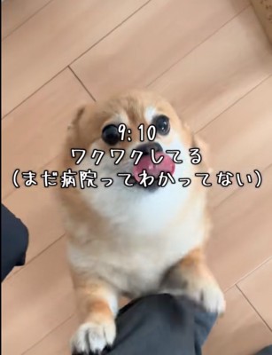 足にしがみつく犬