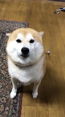 耳を寝かせた犬