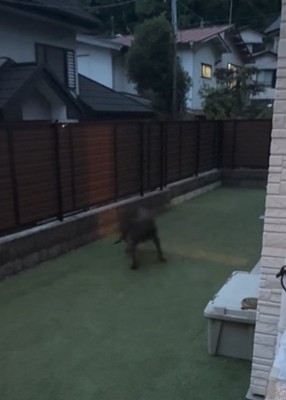 ぐるぐる回る大型犬2