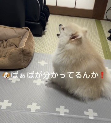 おばあちゃんに吠える犬2