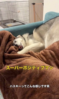 ゴロちゃんのドッキリへの反応⑩