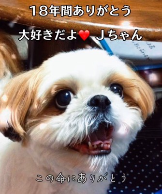 心の底から大好きだよ!