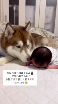 赤ちゃんに顔をよせて頬を舐める犬
