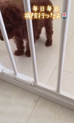 毎日病院へ行った子犬期