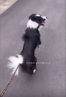 お散歩中のルナちゃん7