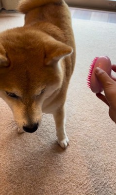 ブラッシングを拒否する文太くん