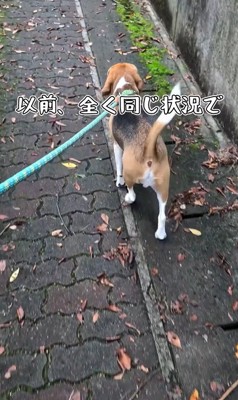 足をかばうこま君4